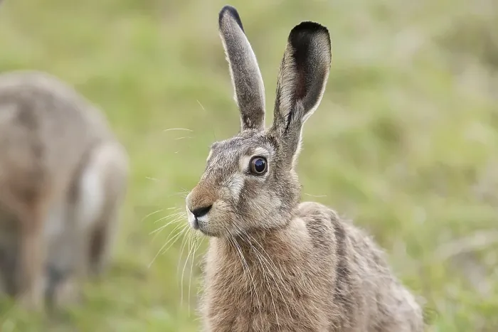 Framed Print : Print of Hare in a Clearing by ImageBROKER Framed Print : Print of Hare in a Clearing by ImageBROKER