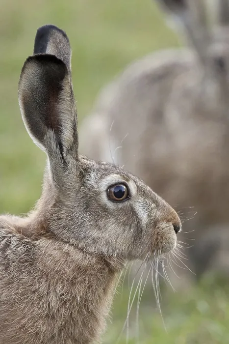 Framed Print : Hare in a Clearing Print Framed Print : Hare in a Clearing Print