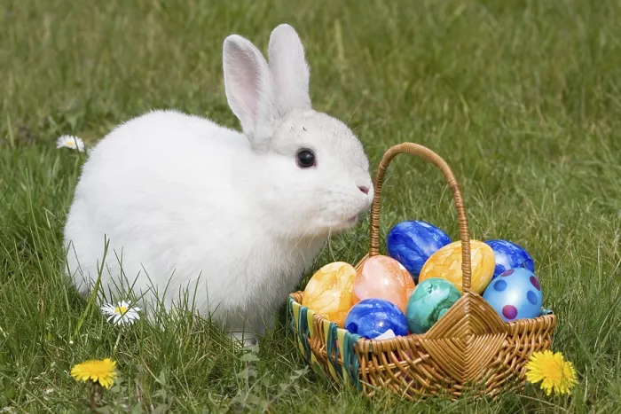 Framed Print : White Hare with Easter Eggs in Nest Print, Germany Framed Print : White Hare with Easter Eggs in Nest Print, Germany