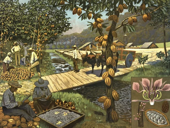 Framed Print : Harvesting and Processing of Cacao Print Framed Print : Harvesting and Processing of Cacao Print