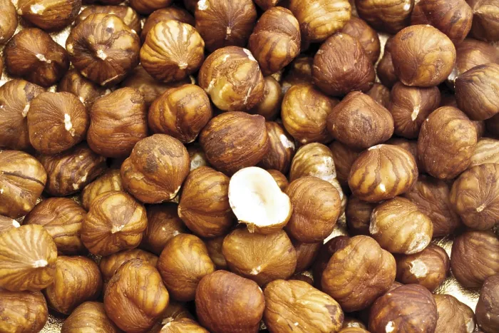 Framed Print : Haselnuts Print by ImageBROKER Framed Print : Haselnuts Print by ImageBROKER