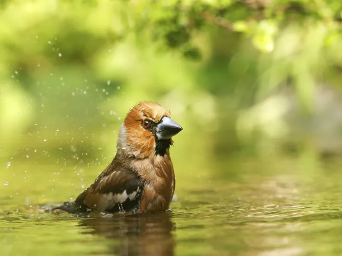 Framed Print : Hawfinch (Coccothraustes coccothraustes) Print, Germany