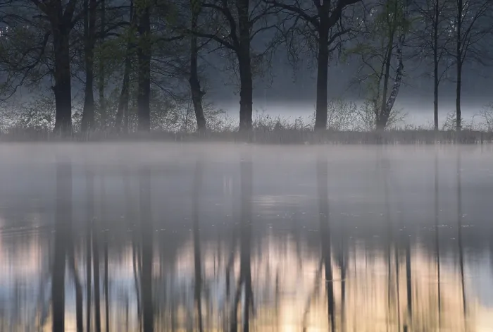 Framed Print : Haze over a lake with reflection of trees, Saxony, Germany Print Framed Print : Haze over a lake with reflection of trees, Saxony, Germany Print