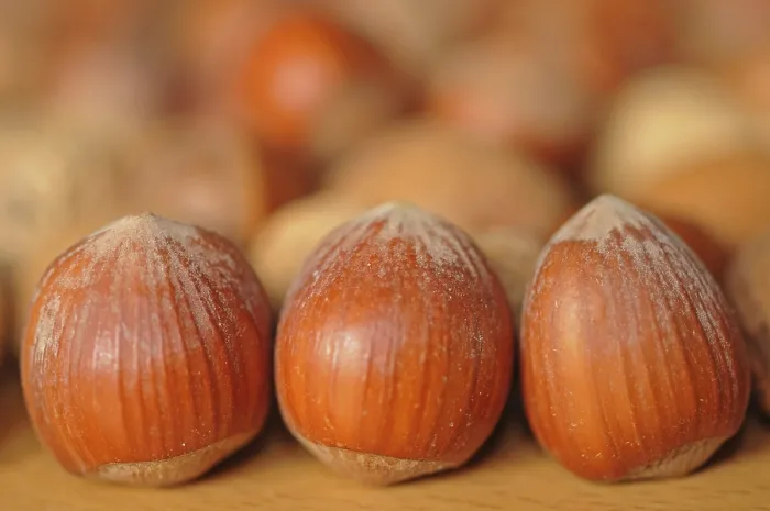 Framed Print : Hazelnuts Print - Close-up of Hazelnuts Framed Print : Hazelnuts Print - Close-up of Hazelnuts