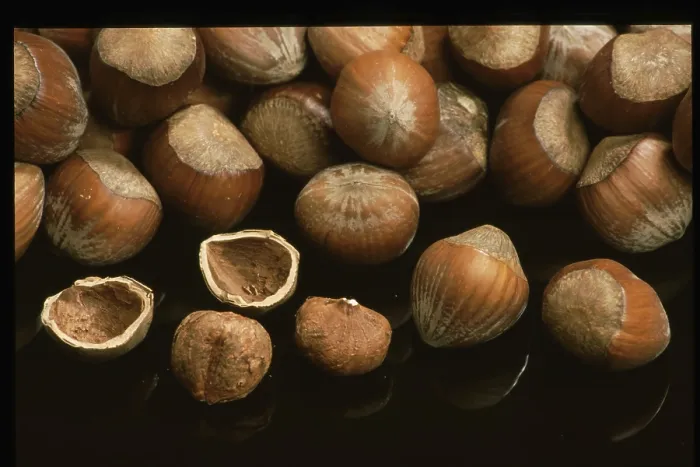 Framed Print : Hazelnuts Print - Aromatic Nut Harvest Framed Print : Hazelnuts Print - Aromatic Nut Harvest