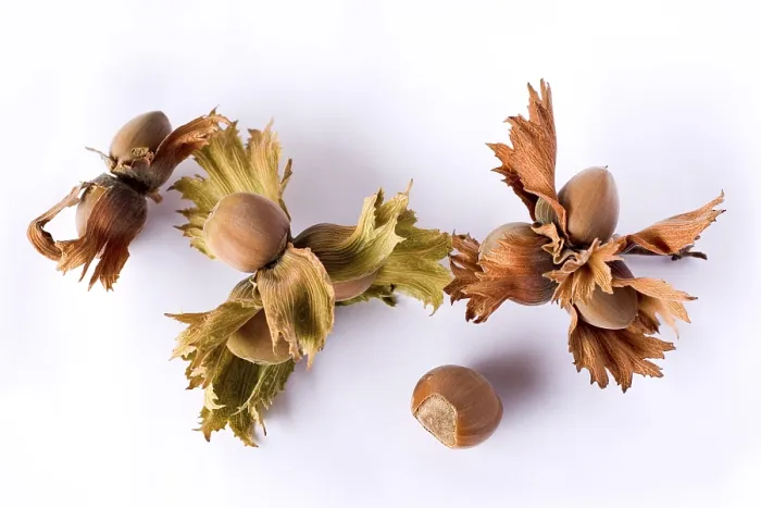 Framed Print : Hazelnuts on a Twig Print Framed Print : Hazelnuts on a Twig Print