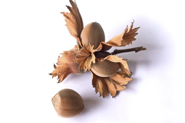 Framed Print : Hazelnuts on a Twig Print