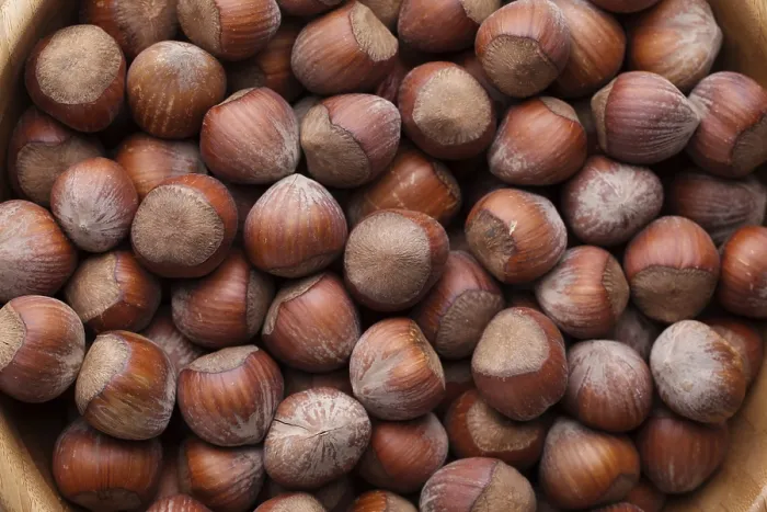 Framed Print : Whole Hazelnuts in Wooden Shell Print Framed Print : Whole Hazelnuts in Wooden Shell Print