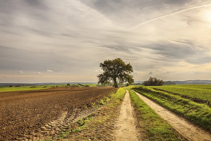Framed Print : HDR Print of Ancient Tree with Fields and Road Framed Print : HDR Print of Ancient Tree with Fields and Road