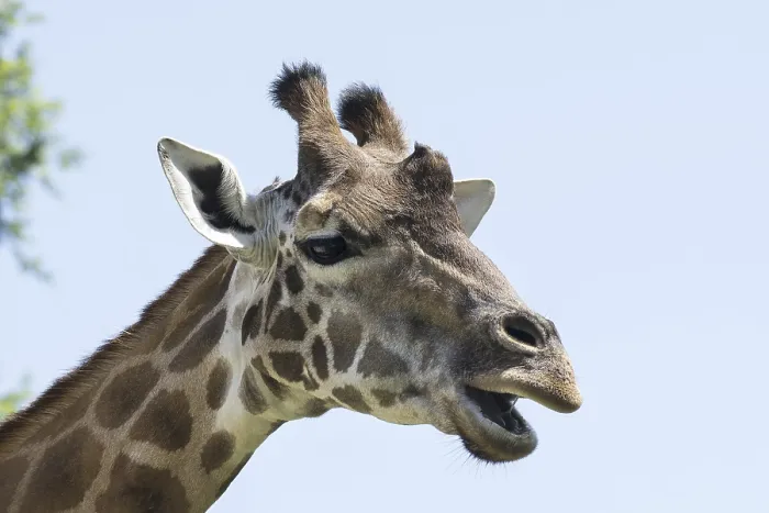 Framed Print : The Head of a Giraffe Print Framed Print : The Head of a Giraffe Print