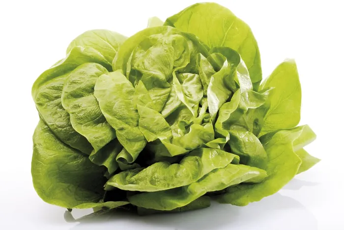 Framed Print : Head Lettuce Print Framed Print : Head Lettuce Print