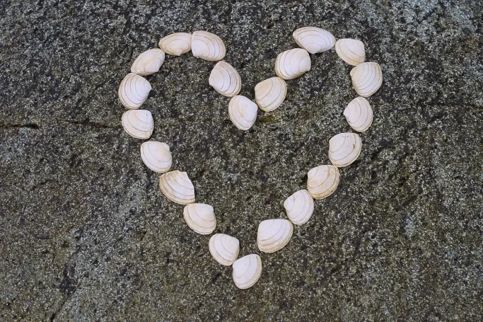 Framed Print : A Heart Formed from Shells Print, Tarbert, Scotland Framed Print : A Heart Formed from Shells Print, Tarbert, Scotland