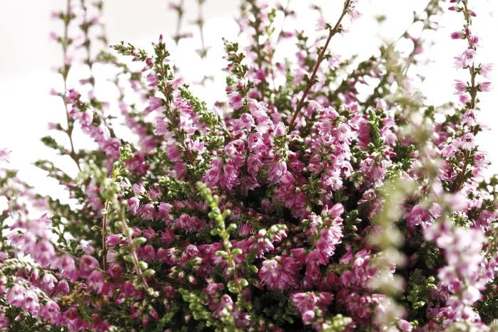 Framed Print : Calluna Heather Print Framed Print : Calluna Heather Print