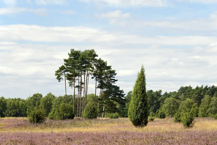 Framed Print : Heathland at Eicksberg Print, Germany