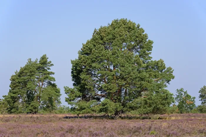 Framed Print : Heathland Print, HauBelberg, Germany