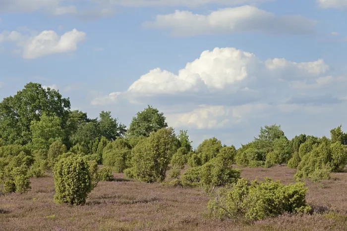 Framed Print : Heathland Print, Juniper and Heather, Luneburg Heath, Germany Framed Print : Heathland Print, Juniper and Heather, Luneburg Heath, Germany