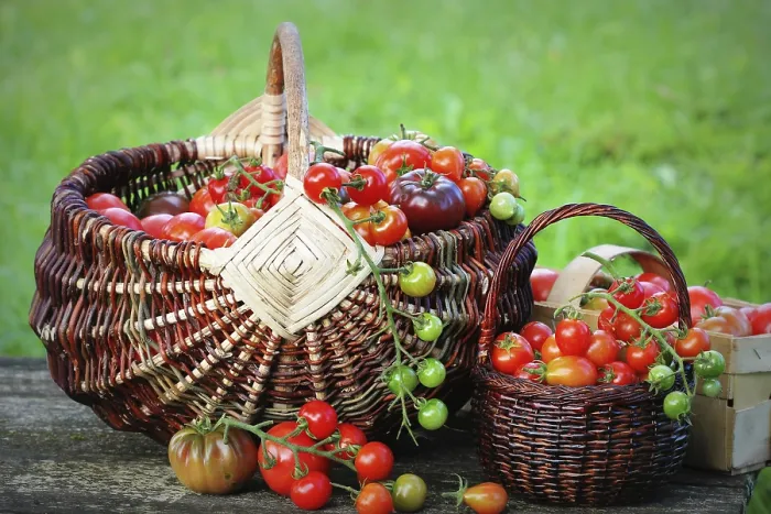 Framed Print : Heirloom Tomato Print - Colorful Harvest