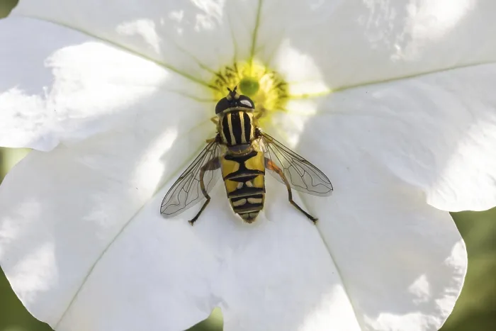 Framed Print : Helophilus pendulus Print - Common Hoverfly Framed Print : Helophilus pendulus Print - Common Hoverfly