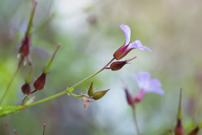 Framed Print : Herb Robert Print - Close-up of Geranium robertianum Flower Framed Print : Herb Robert Print - Close-up of Geranium robertianum Flower