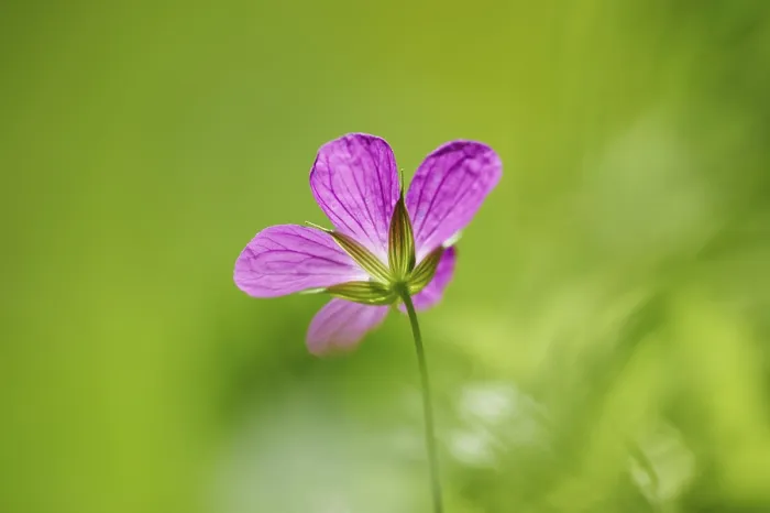 Framed Print : Geranium robertianum Print, Upper Palatinate, Bavaria Framed Print : Geranium robertianum Print, Upper Palatinate, Bavaria
