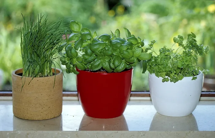 Framed Print : Herbs at the Window Print: Basil, Chives, Parsley Framed Print : Herbs at the Window Print: Basil, Chives, Parsley