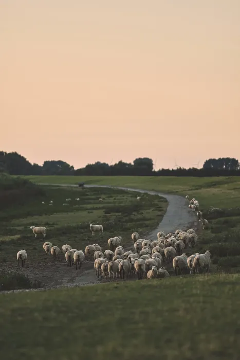 Framed Print : Herd of Sheep on Dike Print Framed Print : Herd of Sheep on Dike Print