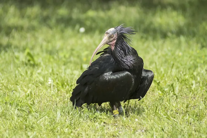 Framed Print : The Hermit ibis on the field Print Framed Print : The Hermit ibis on the field Print