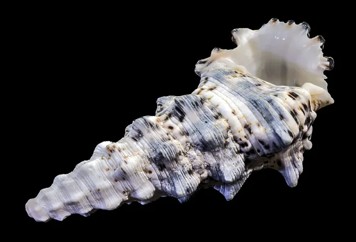 Framed Print : Hexaplex trunculus Murex Shell Print