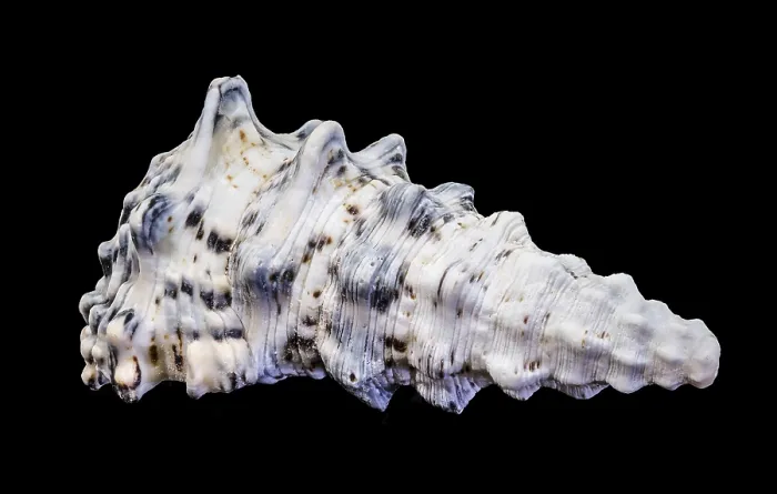 Framed Print : Hexaplex trunculus Murex Shell Print, Macro Close-Up Framed Print : Hexaplex trunculus Murex Shell Print, Macro Close-Up