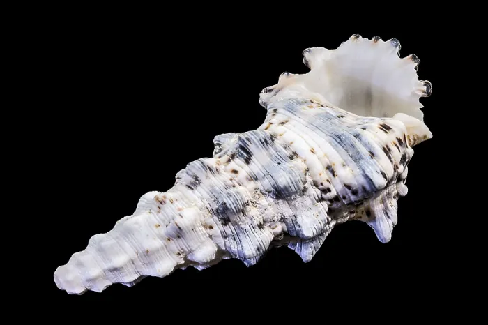 Framed Print : Hexaplex Trunculus Murex Shell Print Framed Print : Hexaplex Trunculus Murex Shell Print