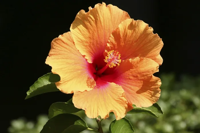 Framed Print : Hibiscus Print - Tropical Flower Bloom Framed Print : Hibiscus Print - Tropical Flower Bloom