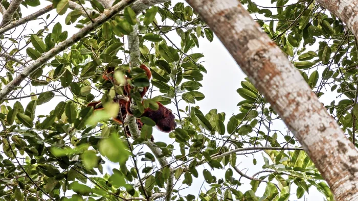 Framed Print : Venezuelan Red Howler Monkey Print: Amazon Basin Scene Framed Print : Venezuelan Red Howler Monkey Print: Amazon Basin Scene