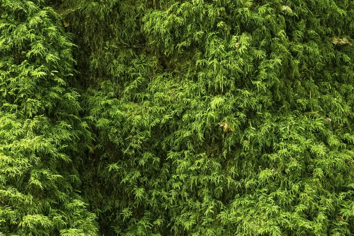 Framed Print : Vibrant Forest Foliage Print - Lush Green Textures Framed Print : Vibrant Forest Foliage Print - Lush Green Textures