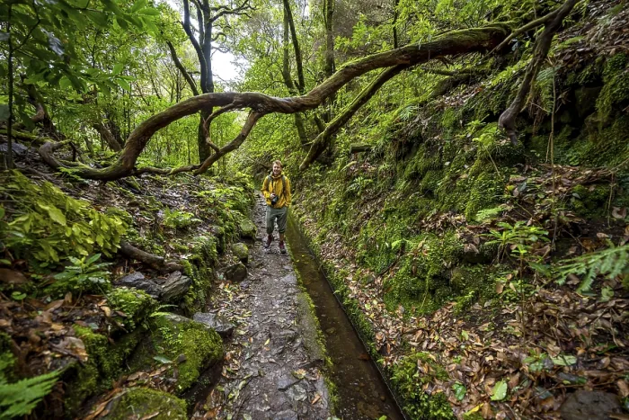 Framed Print : Hikers on a Levada Path Print, Madeira, Portugal