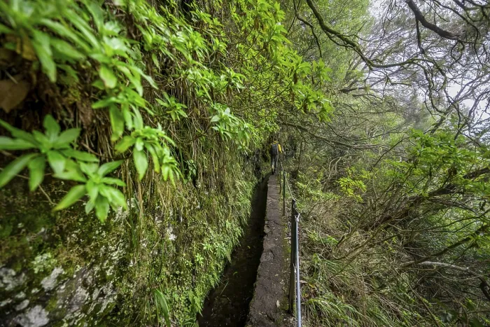 Framed Print : Hikers on a Levada Path Print, Madeira, Portugal Framed Print : Hikers on a Levada Path Print, Madeira, Portugal