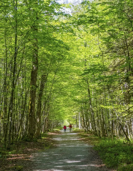 Framed Print : Two Hikers in German Deciduous Forest Print Framed Print : Two Hikers in German Deciduous Forest Print