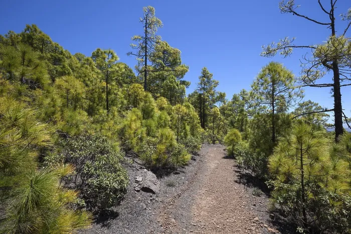 Framed Print : Hiking Trail through Pine Forest Print, Gran Canaria, Spain Framed Print : Hiking Trail through Pine Forest Print, Gran Canaria, Spain