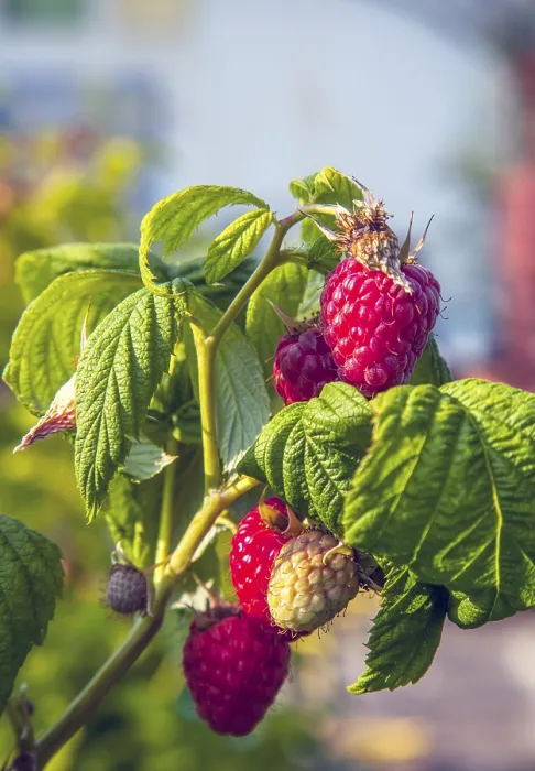 Framed Print : Himbeeren Print by imageBROKER Framed Print : Himbeeren Print by imageBROKER