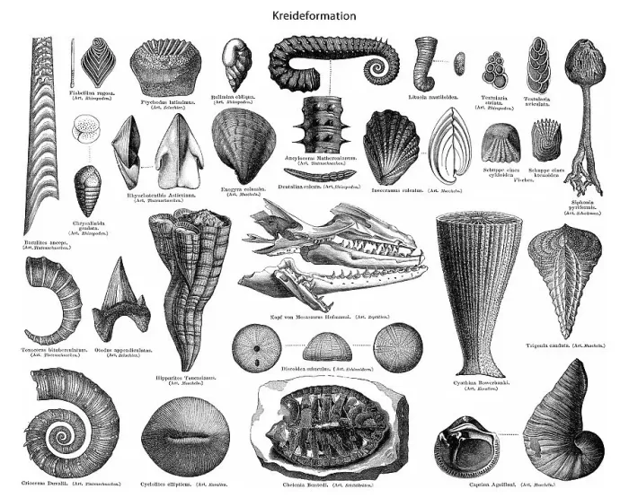 Framed Print : Cretaceous Fossils Print Framed Print : Cretaceous Fossils Print