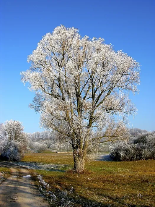 Framed Print : Hoarfrost Print - Icy Landscape Framed Print : Hoarfrost Print - Icy Landscape