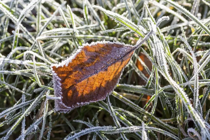 Framed Print : Hoarfrost Pattern, Saxony Print Framed Print : Hoarfrost Pattern, Saxony Print
