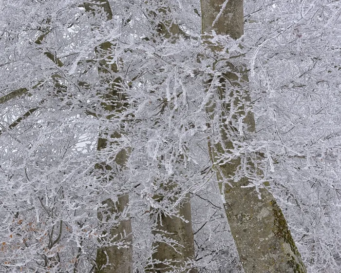 Framed Print : Hoarfrost in Old Beech Forest Print, Swabian Jura, Germany Framed Print : Hoarfrost in Old Beech Forest Print, Swabian Jura, Germany