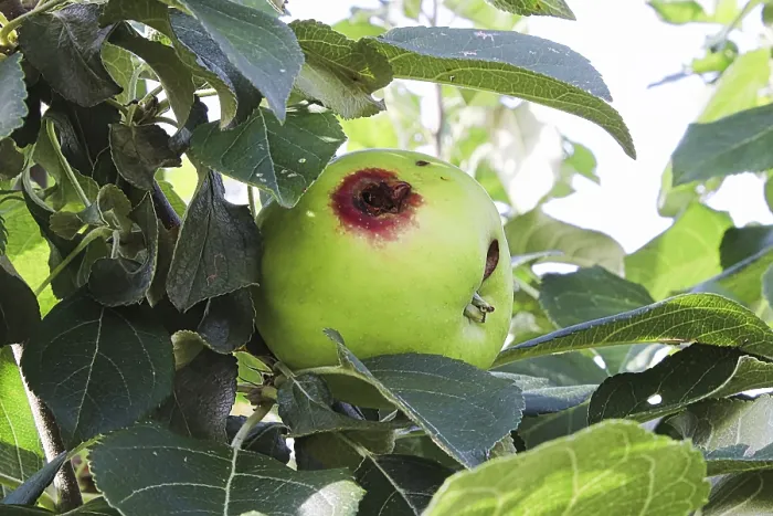 Framed Print : A Codling Moth Damaged Apple Print Framed Print : A Codling Moth Damaged Apple Print