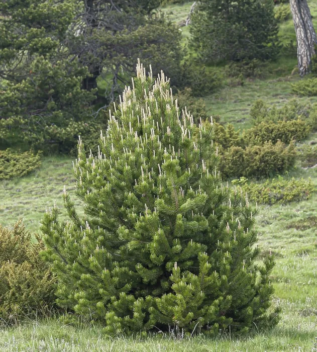 Framed Print : Hook Pine and Juniper Print, European Mountains