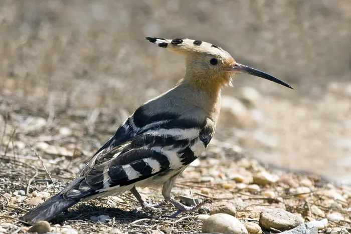 Framed Print : Hoopoe Print - Epops epops Framed Print : Hoopoe Print - Epops epops
