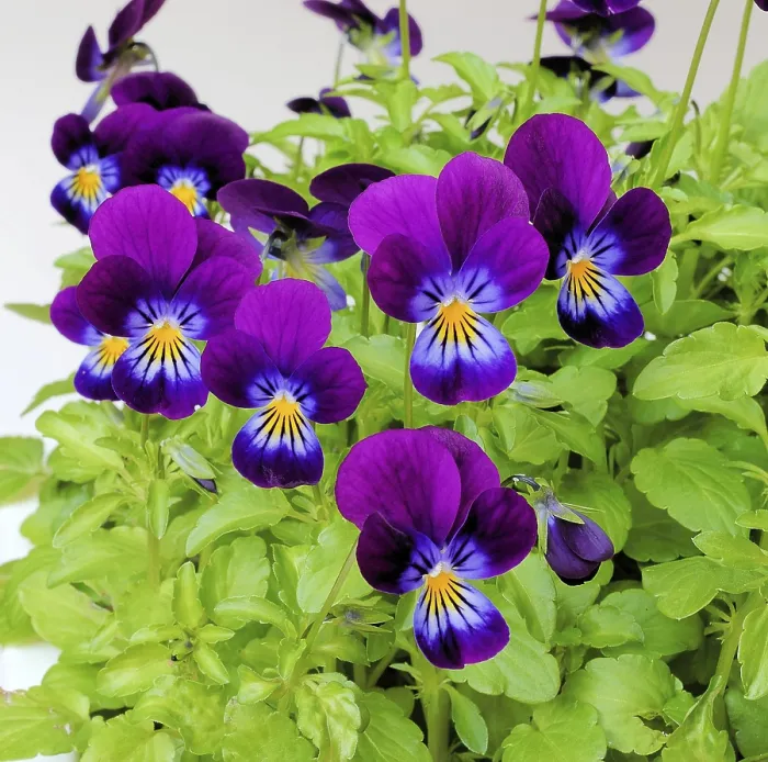 Framed Print : Horned Violet Print (Viola cornuta) Framed Print : Horned Violet Print (Viola cornuta)