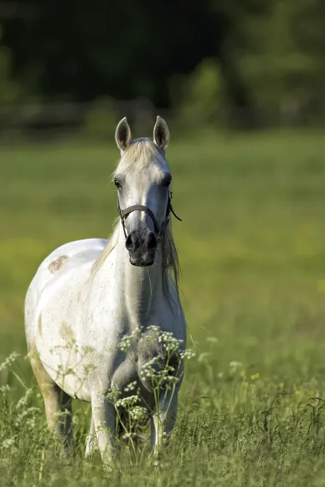 Framed Print : Horse in a Clearing Print Framed Print : Horse in a Clearing Print