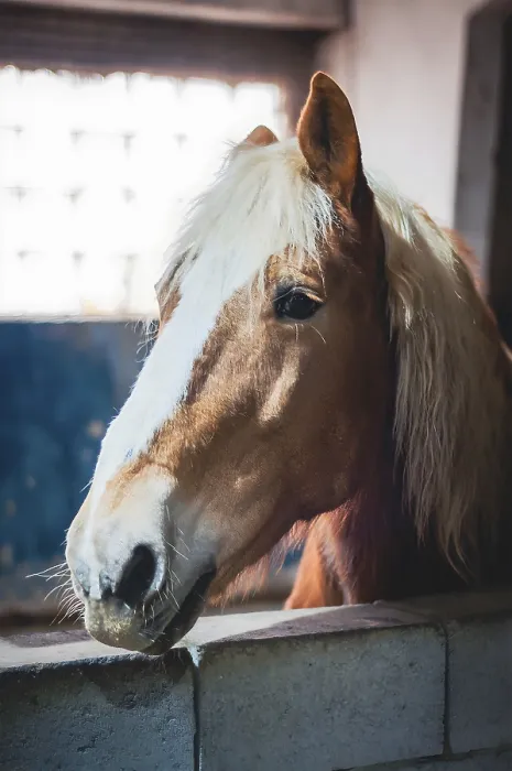 Framed Print : Curious Horse Print - Close-Up Portrait Framed Print : Curious Horse Print - Close-Up Portrait