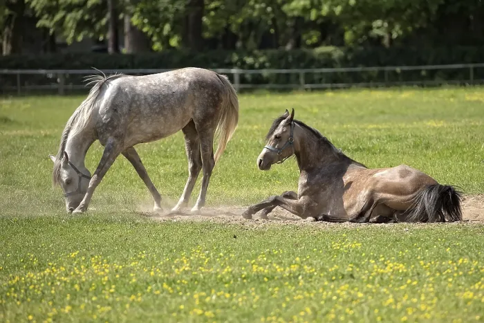 Framed Print : Horses in a Clearing Print Framed Print : Horses in a Clearing Print