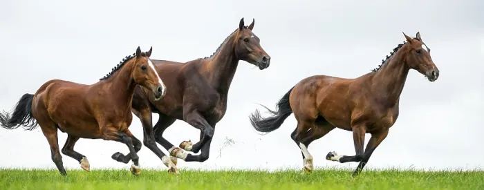Framed Print : Horses Galloping in a Field Print Framed Print : Horses Galloping in a Field Print